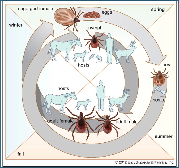 A chart showing the life cycle of a tick that causes Lyme disease.