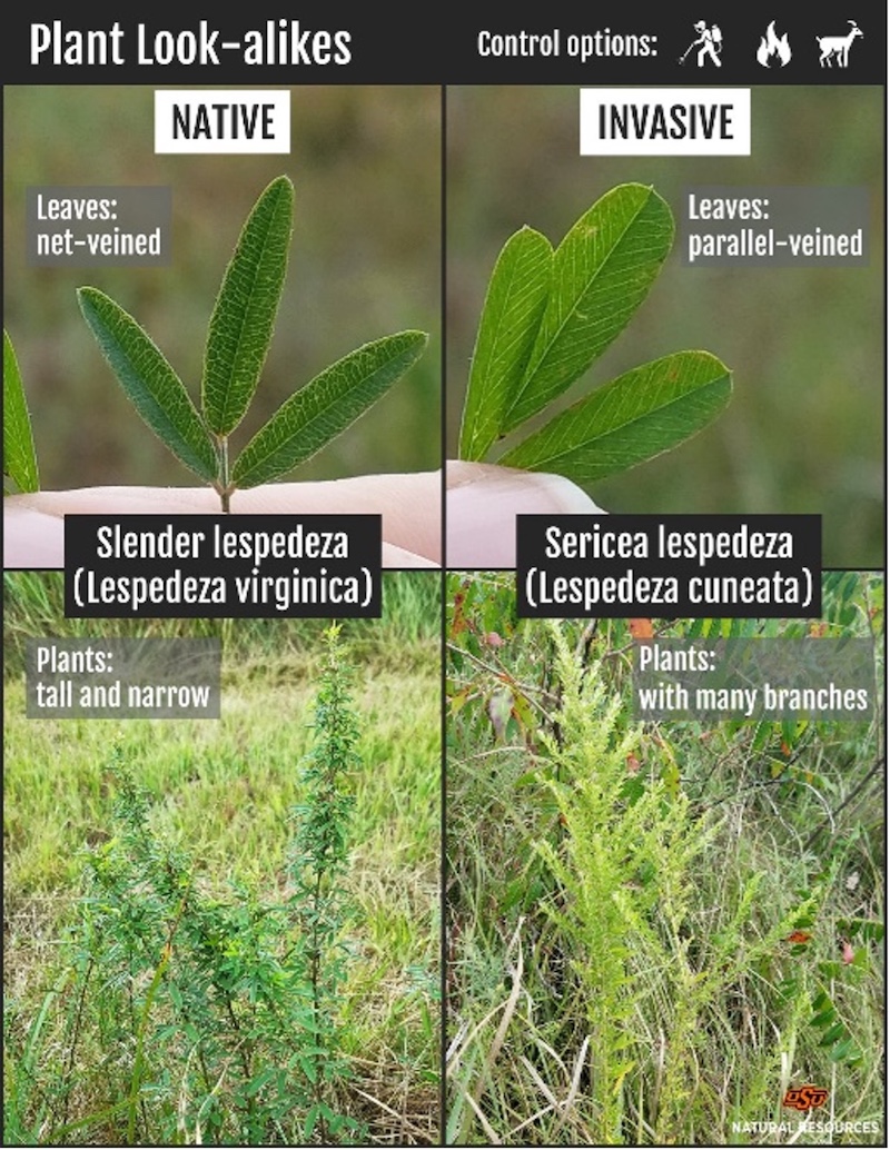 A graphic comparing two different plants. Both plants have a grouping of three leaves but one has slightly narrower leaves. Two photos comparing the shape of the overall plant indicate that one is tall and narrow and the other has many branches and appears fluffier. 