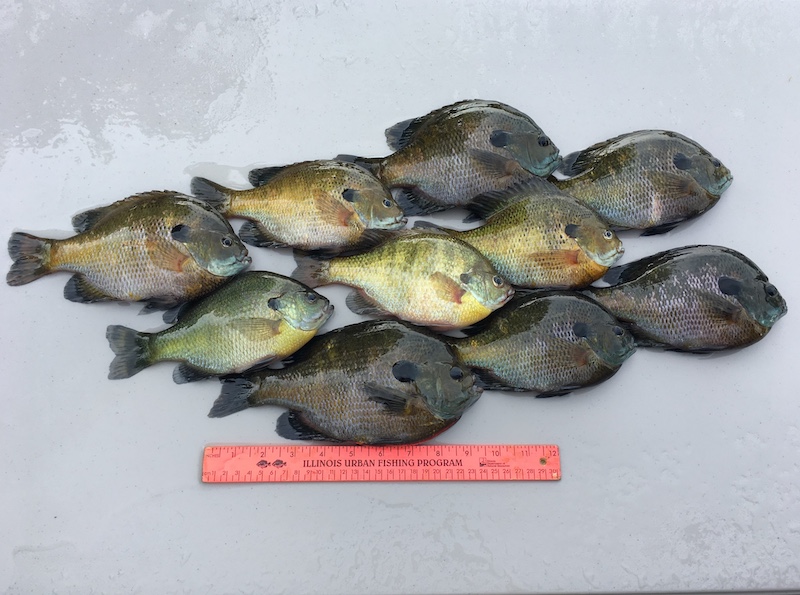On a gray damp surface lay ten small green fish. At the bottom of the group of fish is an orange ruler that marks ups to twelve inches and thirty centimeters.