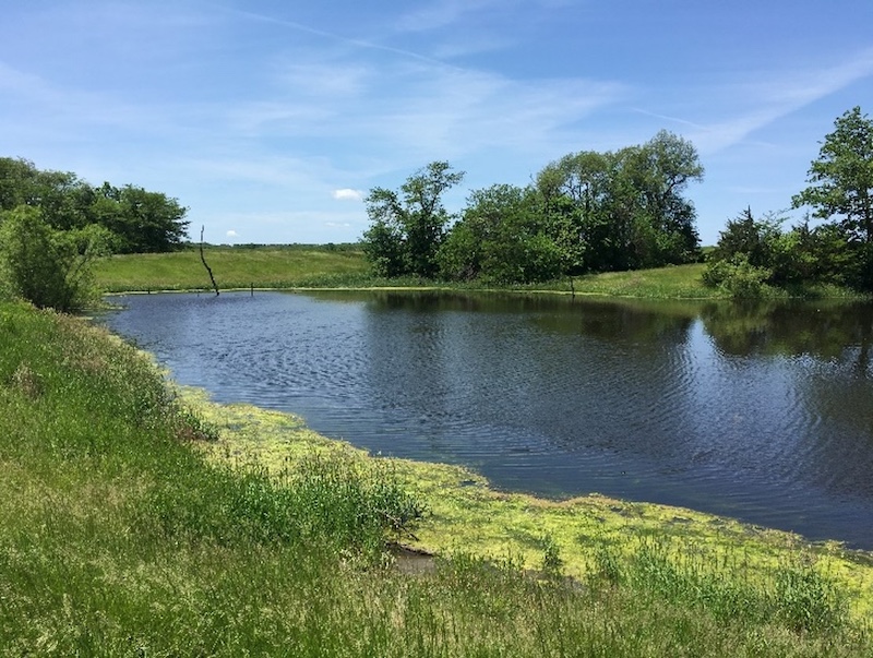 A small pond reflecting a bright blue sky surrounded by green grassy shorelines with a few trees scattered in the background.