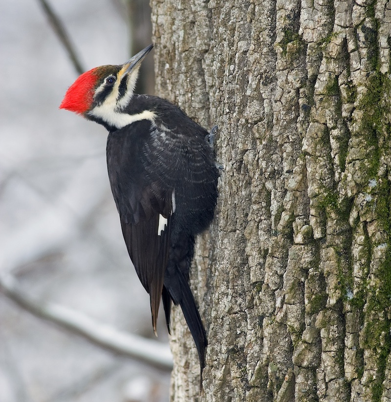 A black woodpecker with a red crest and white stripes on its head perches on the bark on the side of a truck of a tree.