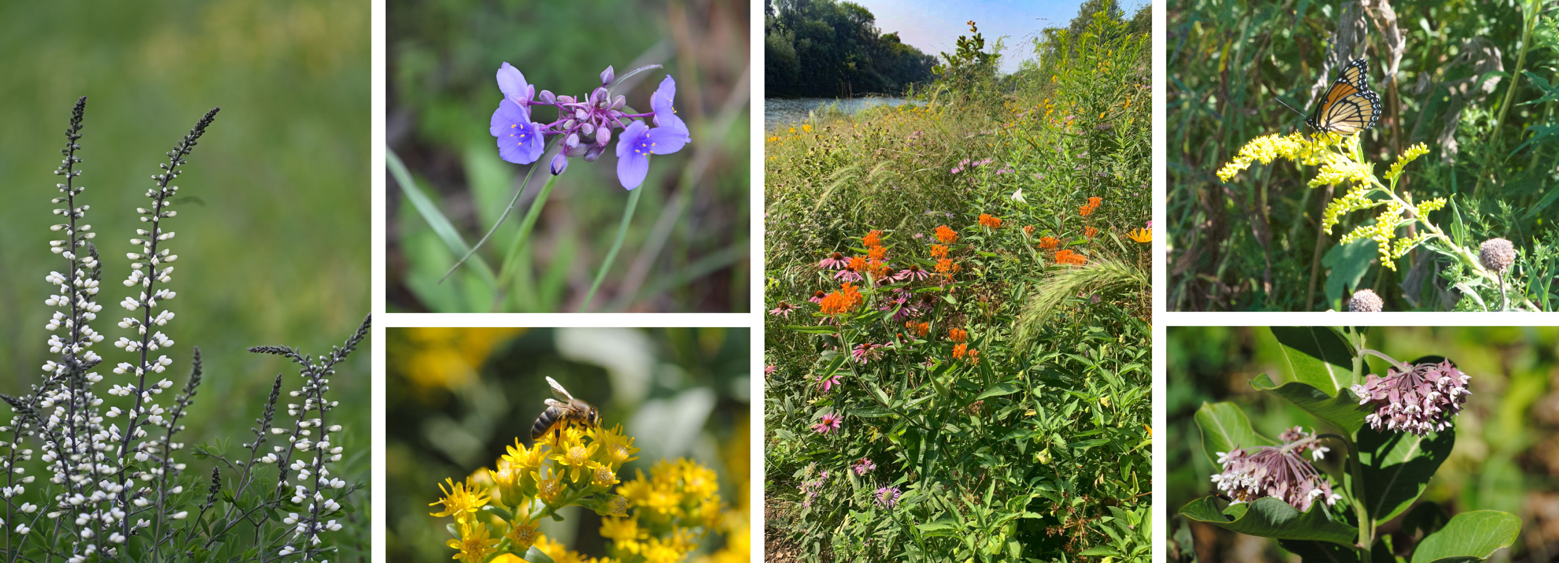 A photo collage graphic including six different photos of native prairie flowers and a bee and butterfly nectaring on flowers.