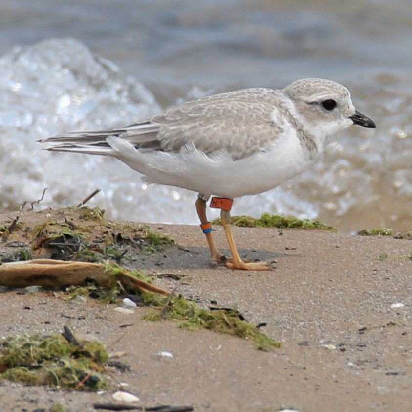 A young piping plover stands on a sandy beach in Illinois.