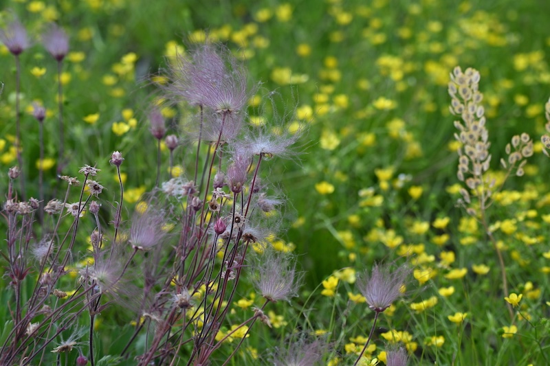 Delicate, wispy blooms of the prairie smoke flower are in full bloom against a background of small yellow blossoms.