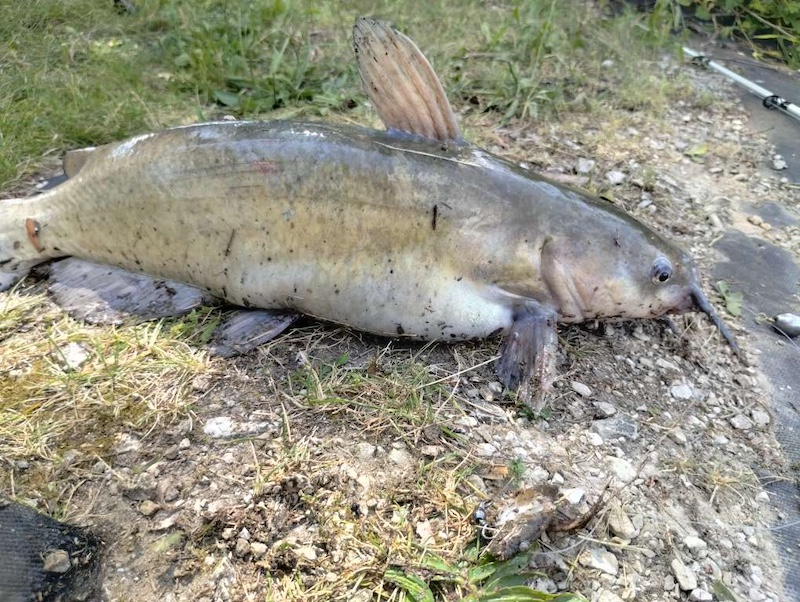 A large gray, tan fish successfully harvested by an angler lays on the ground near a pond.