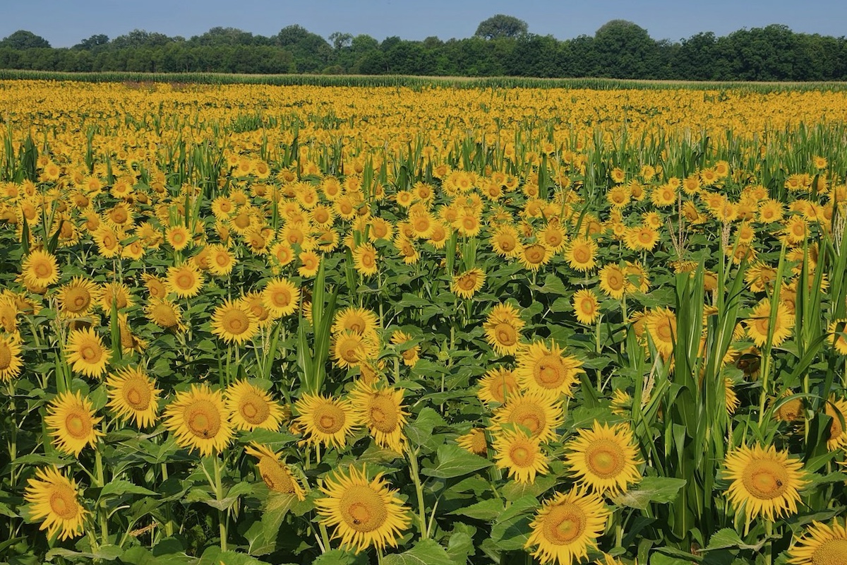 An agricultural field full of bright yellow sunflowers. In the background is the edge of a field of corn against a fence row of trees. A blue sky is overhead.