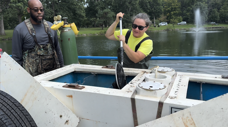 A man and woman wearing waders stand near a trailer with fish tanks. The woman raises and dips in her net scooping up some fish to return to the pond behind her. In the background is a shaded park along the edge of a pond.