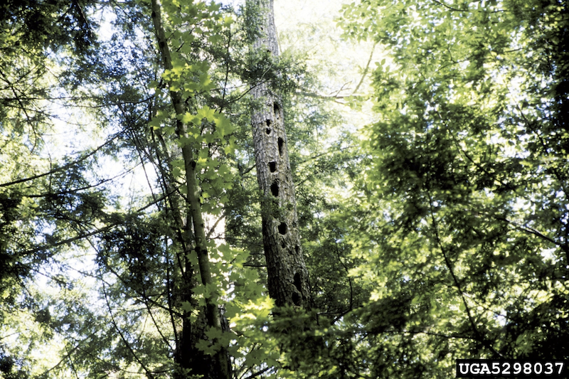 Several holes have been excavated from the trunk of a tree by a woodpecker in a forest.