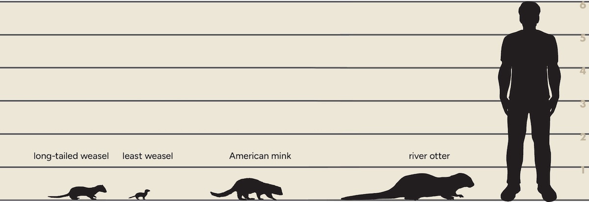 A tan and black graphic comparing the sizes of a long-tailed weasel, least weasel, American mink and river otter to a six foot man. The animals and man are all black silhouettes. 
