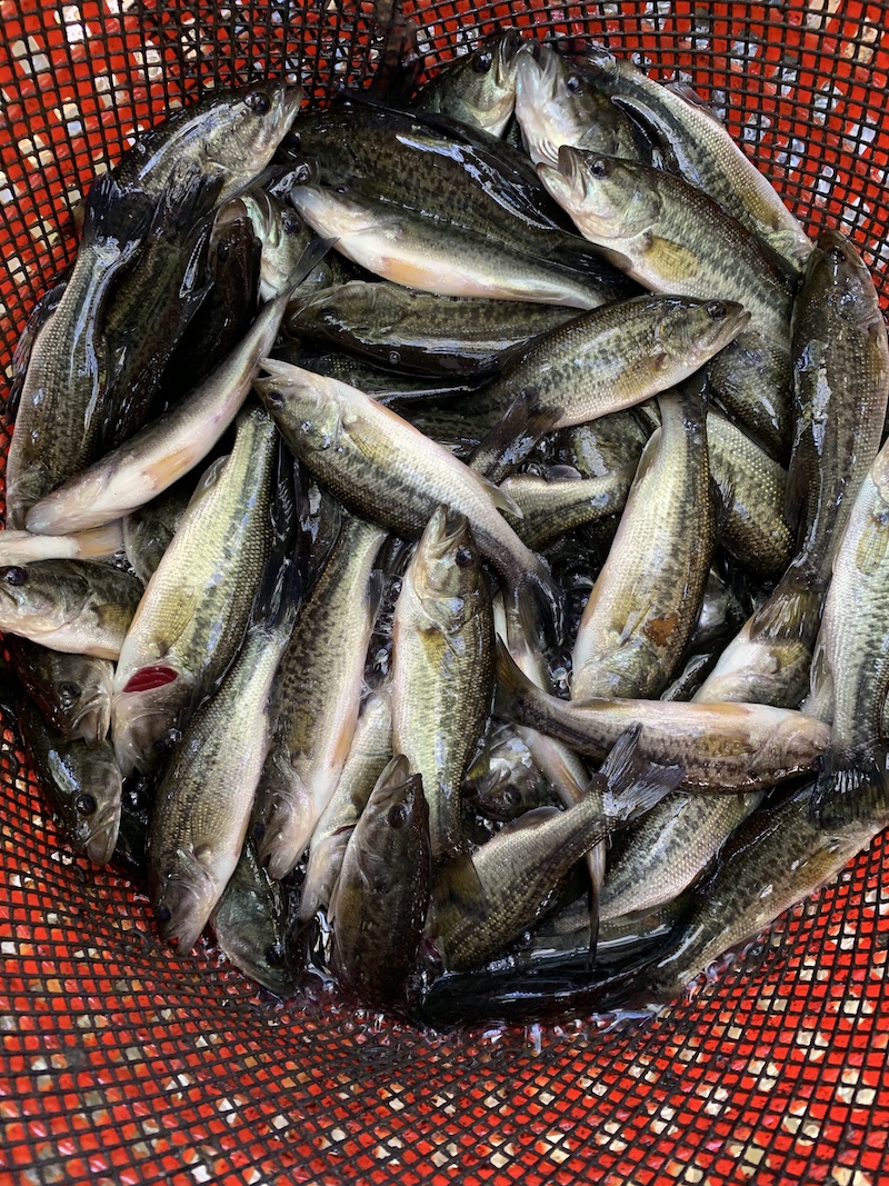 A net full of small dark green and white fish. 