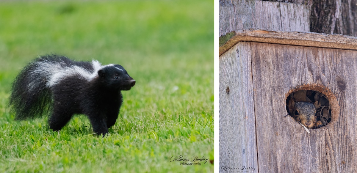 A photo collage with a black and white skunk walking across a mowed yard on the left, and a gray and brown squirrel peeking out of a wooden nest box secured to a tree trunk.