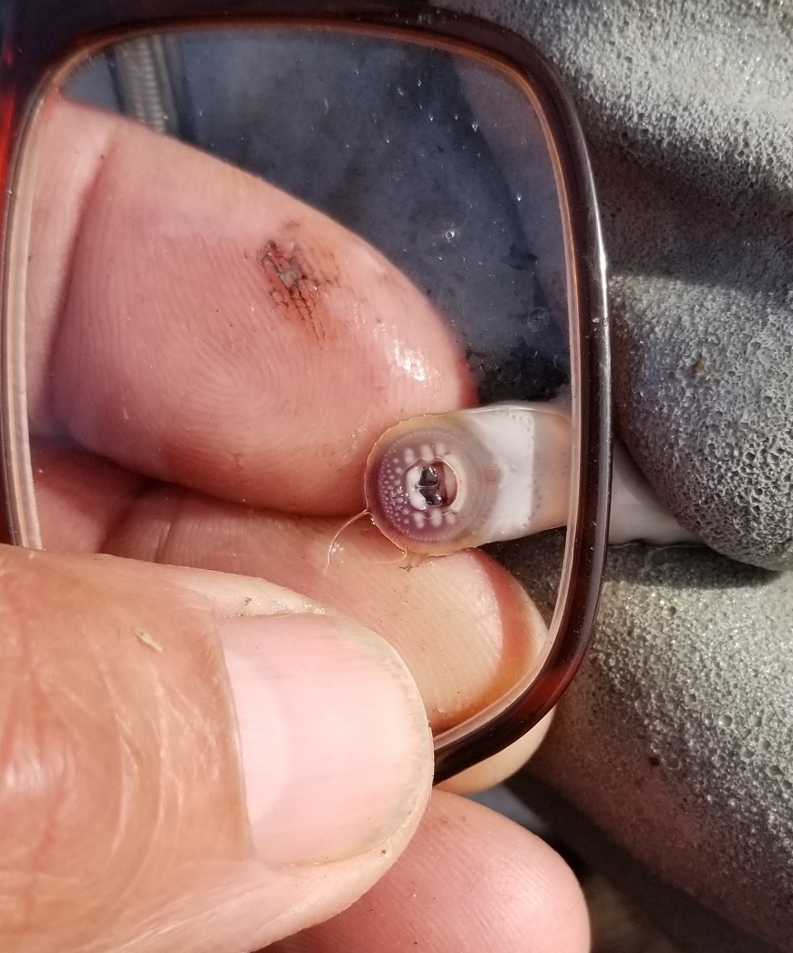 A close-up view of a small fish with a disk shape mouth being pressed against the a lens of a pair of eye glasses to display the disc shaped teeth that are blunt, small and arranged in clusters typical of the American book lamprey fish.