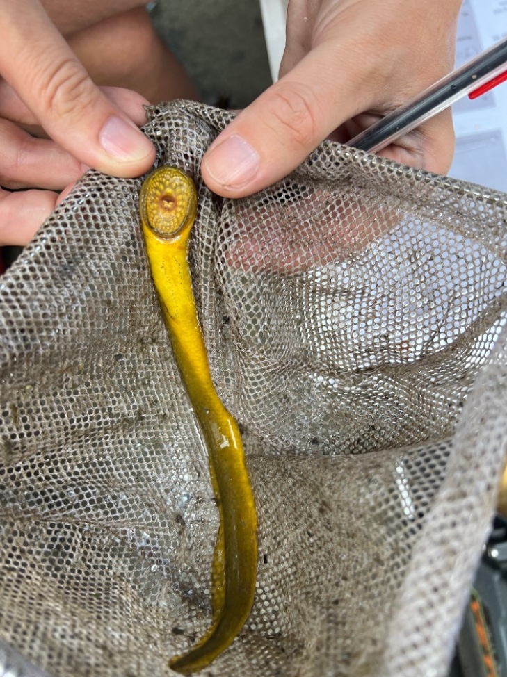 A close-up view of a small slender yellow fish with a disk shaped mouth resting in a net. the net is being held by a biologist's hands.