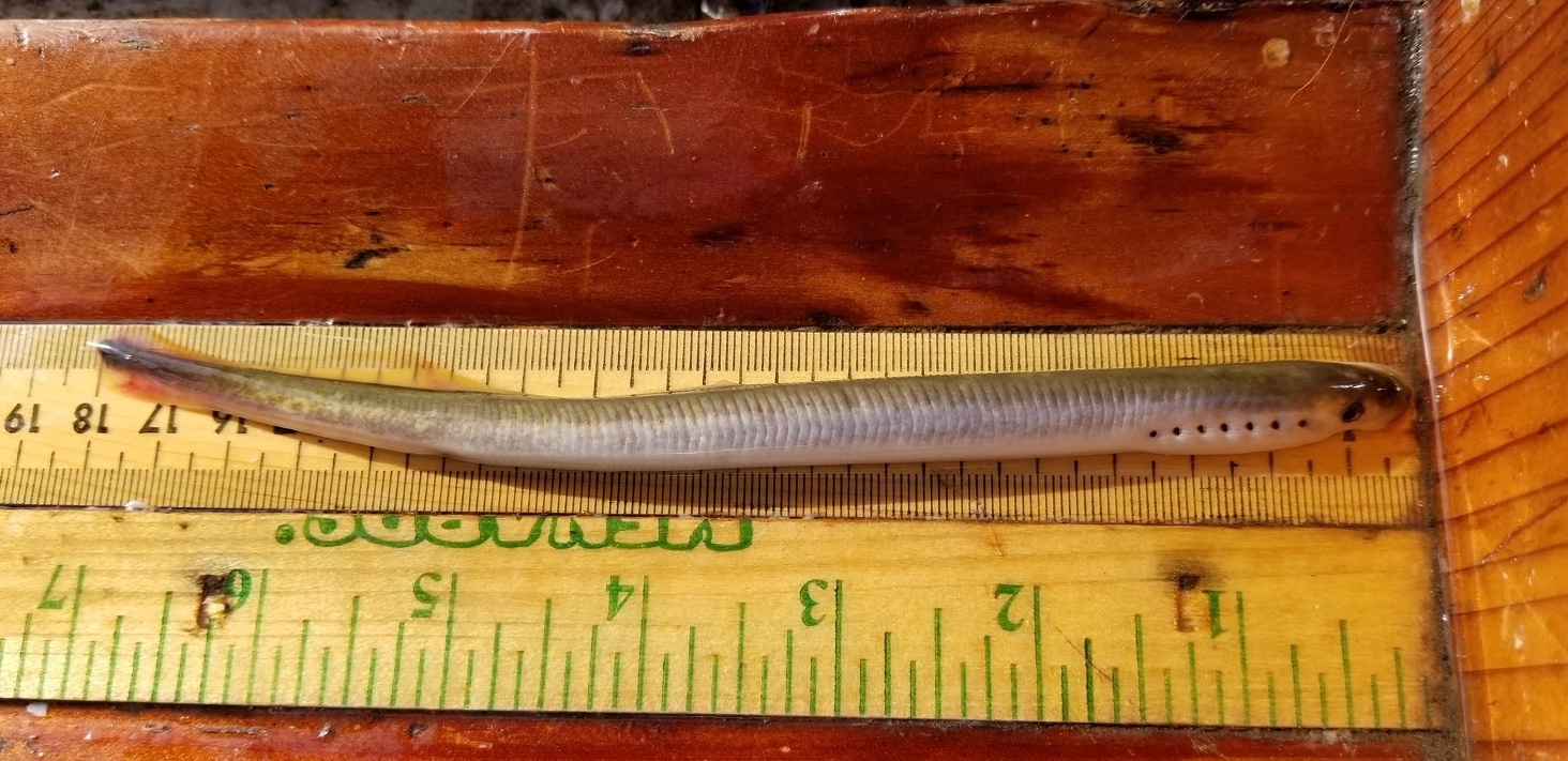 A long slender silver fish with a disk shaped mouth laying along a small ruler indicating that the fish is a little over seven inches long.