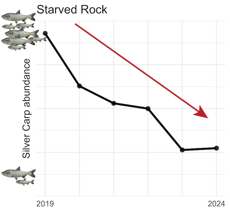 A line graph showing the decrease in invasive carp abundance over time at Starved Rock Reach location near Ottawa, IL.