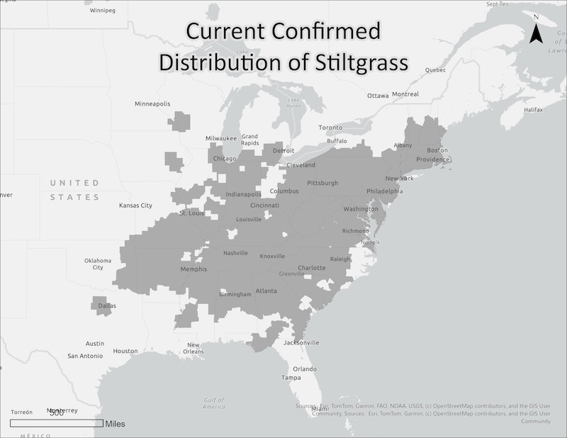 A gray map of the United States with darker gray areas indicating distribution of invasive stiltgrass plants.