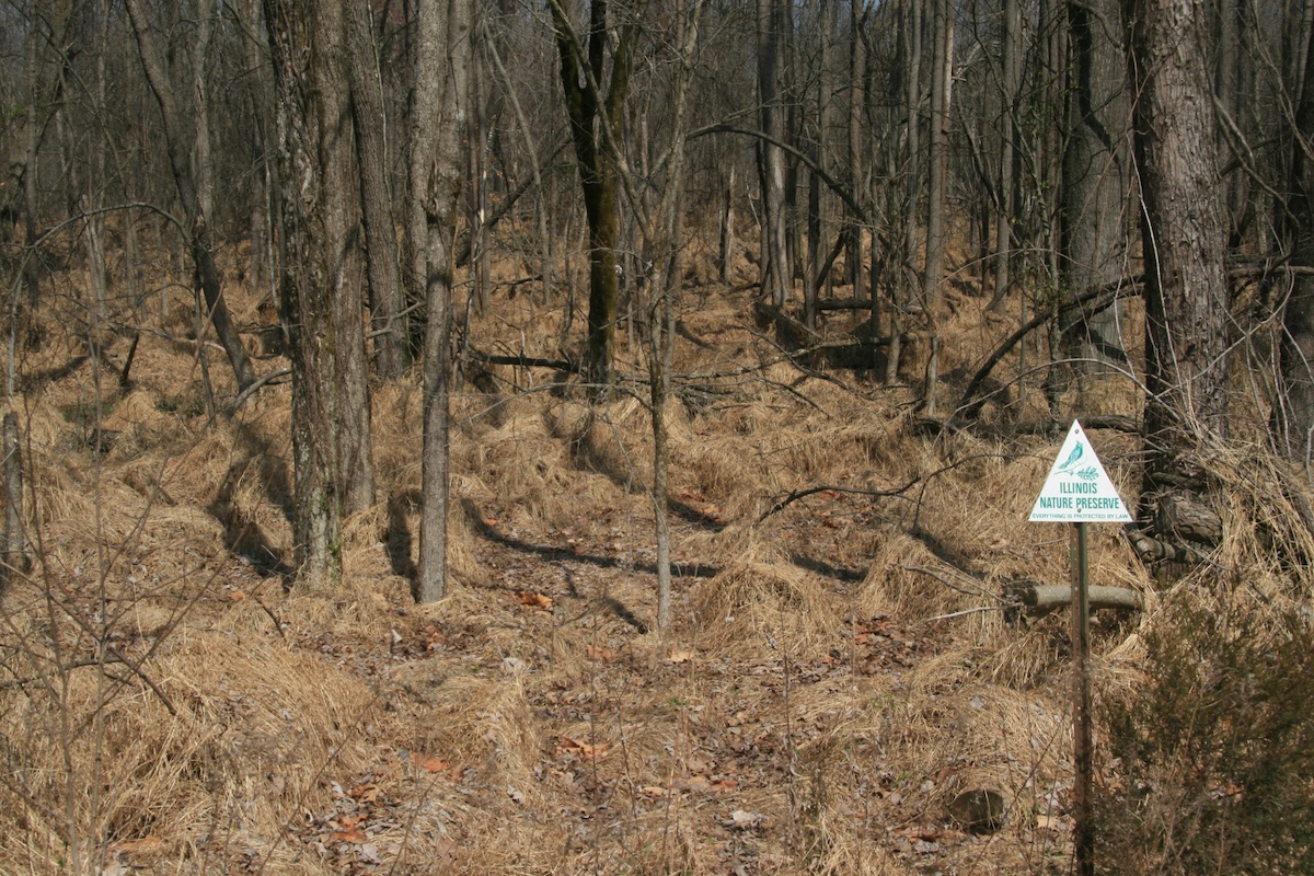 A winter woodland with a carpet of tan grasses overtaking everything even fallen branches and logs on the forest floor.