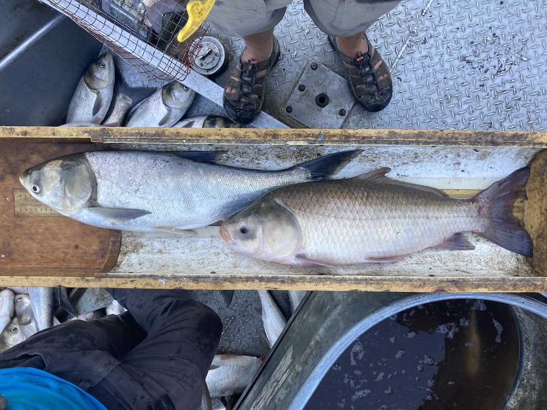 Two large gray fish rest on a long narrow wooden tray. In the background is the floor of a metal boat with the researchers' feet on either side of the wooden tray.