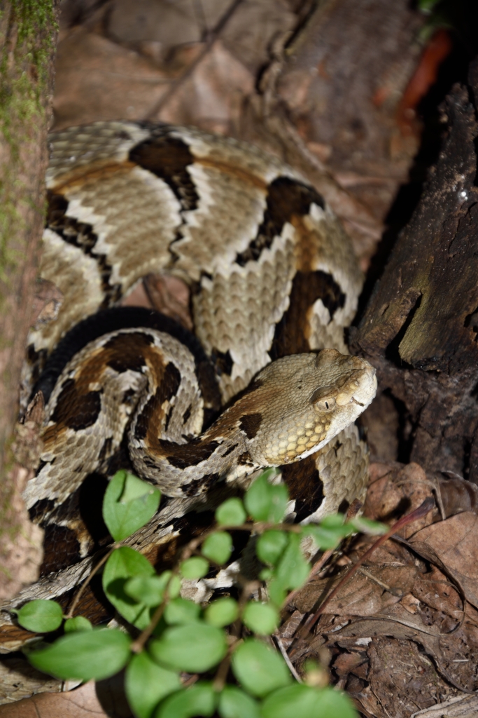 A very camouflaged rattlesnake coiled up resting on the forest floor is nearly invisible.