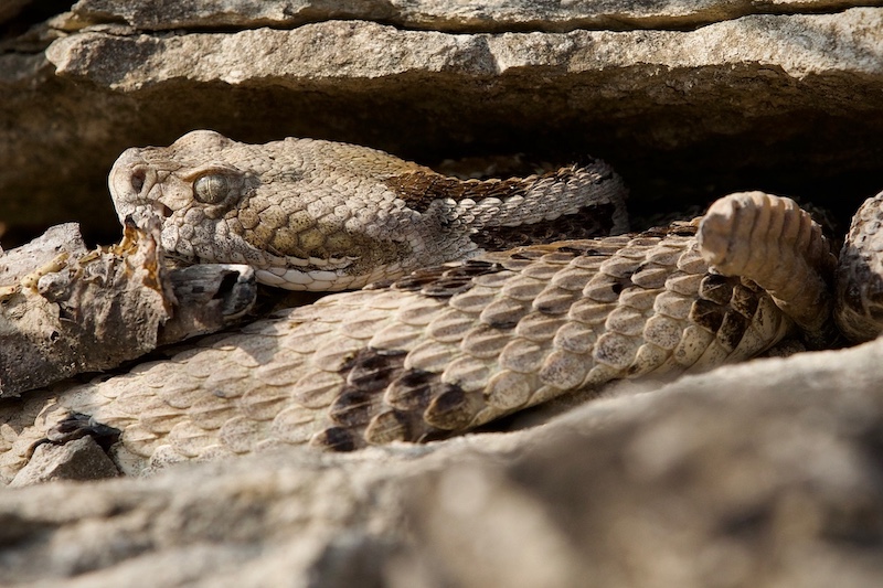 A close-up of a tan and brown snake basking in a crevice of a rock outcropping. The snake has a rattle on its tail making it a species of rattlesnake.