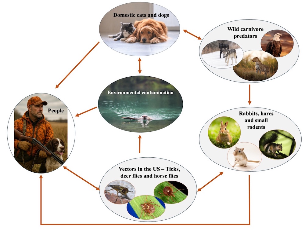 A flow chart indicating how people can get infected with Tularemia accidentally through the skin while handling infected animals, through the bite of infected animals, through consuming contaminated food or water, or by inhaling dust or aerosols contaminated with Tularemia bacteria. 