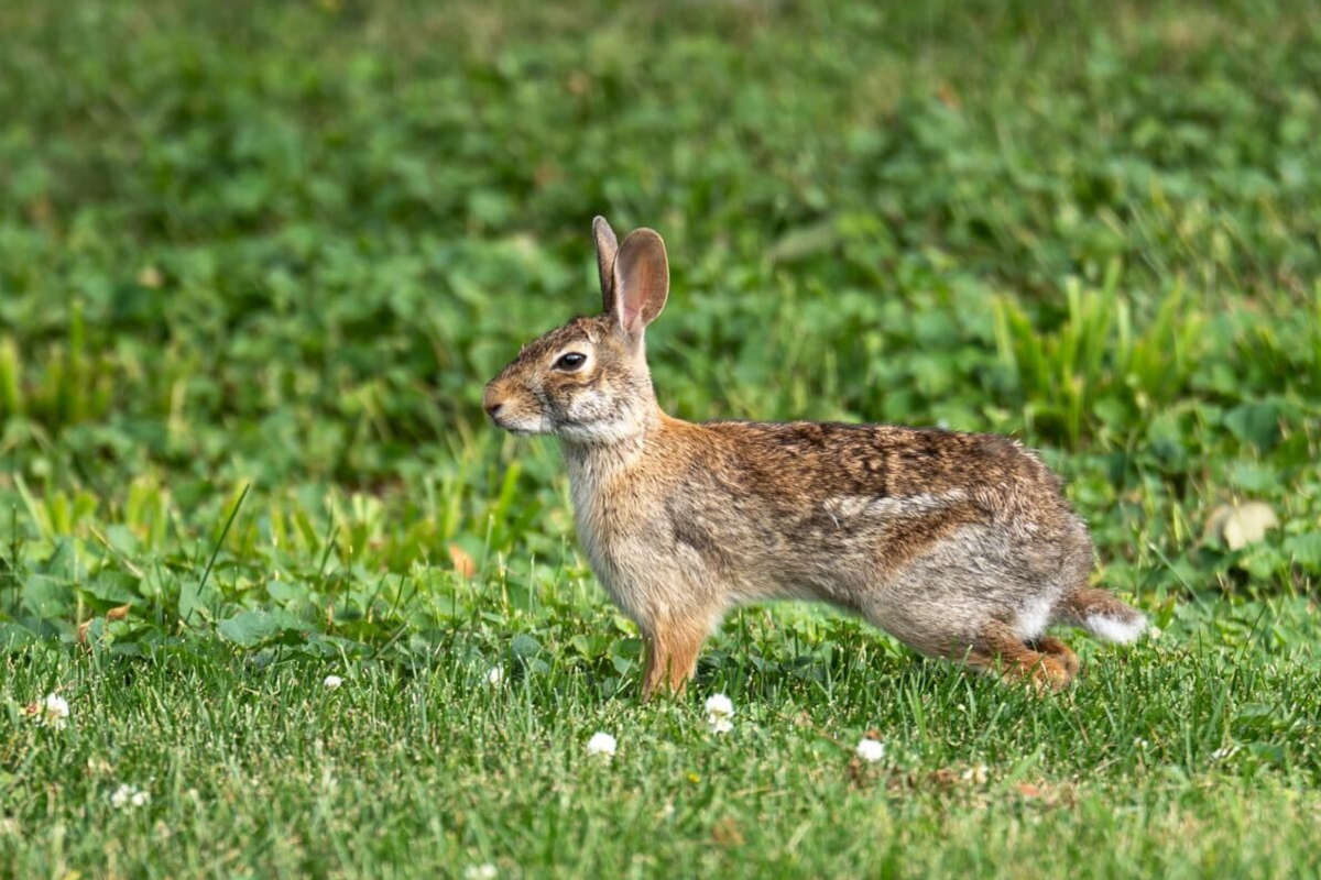 A close up of a brown and tan cottontail rabbit in short green grass.