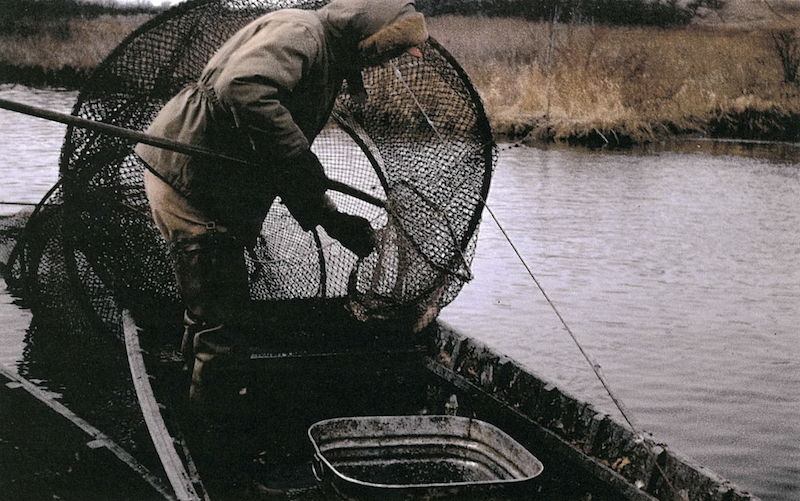 A historical photo of a biologist bundled up for cold weather while hoop netting for adult northern pike in a river. In the background is a field full of tan grasses.