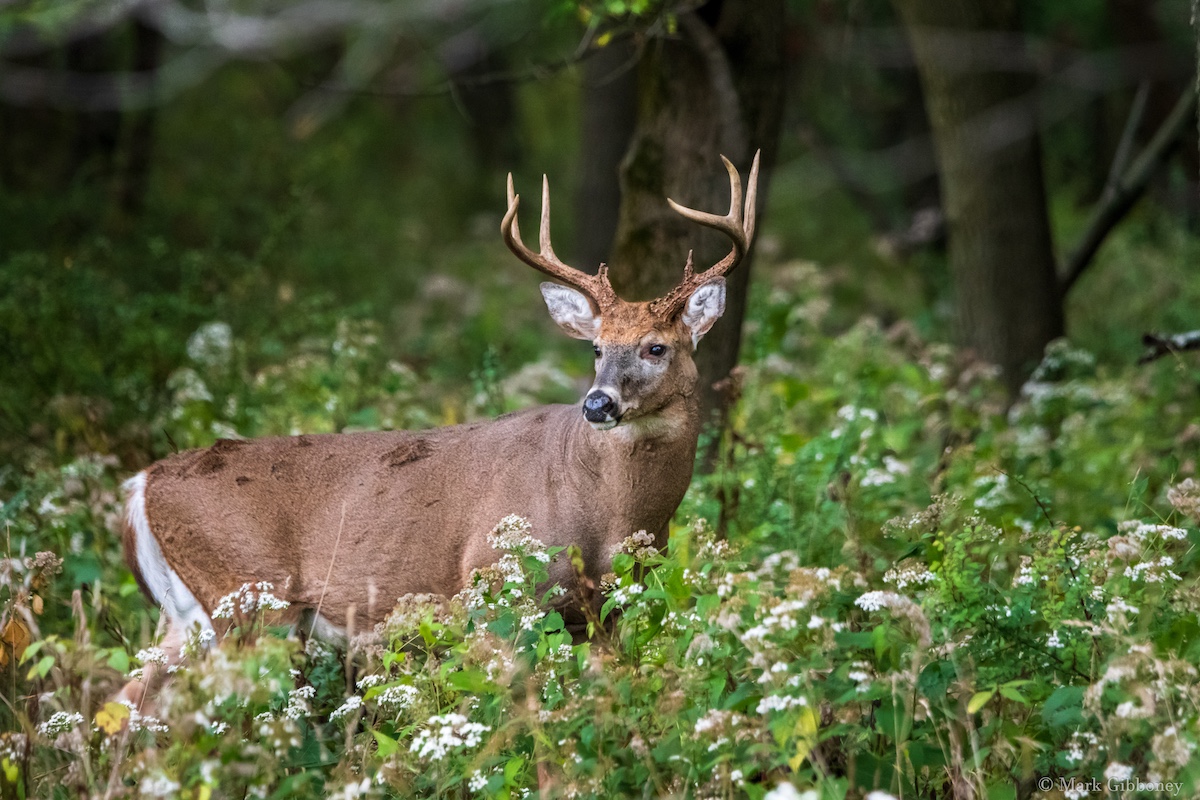 On the edge of a woodland, a gray adult male white-tailed deer with large antlers surveys its surroundings. The woodland is filled with white flowers.