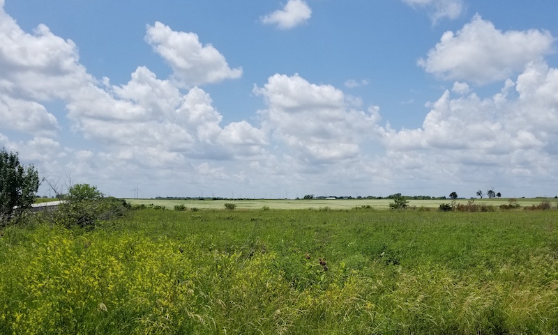 A grassy field under a bright blue partly cloudy sky. 