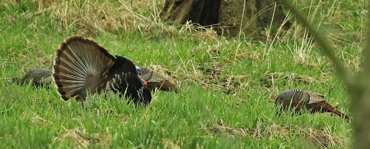 A group of wild turkeys forage in a grassy area. Largely ignored by the females, one male turkey is in full mating display.