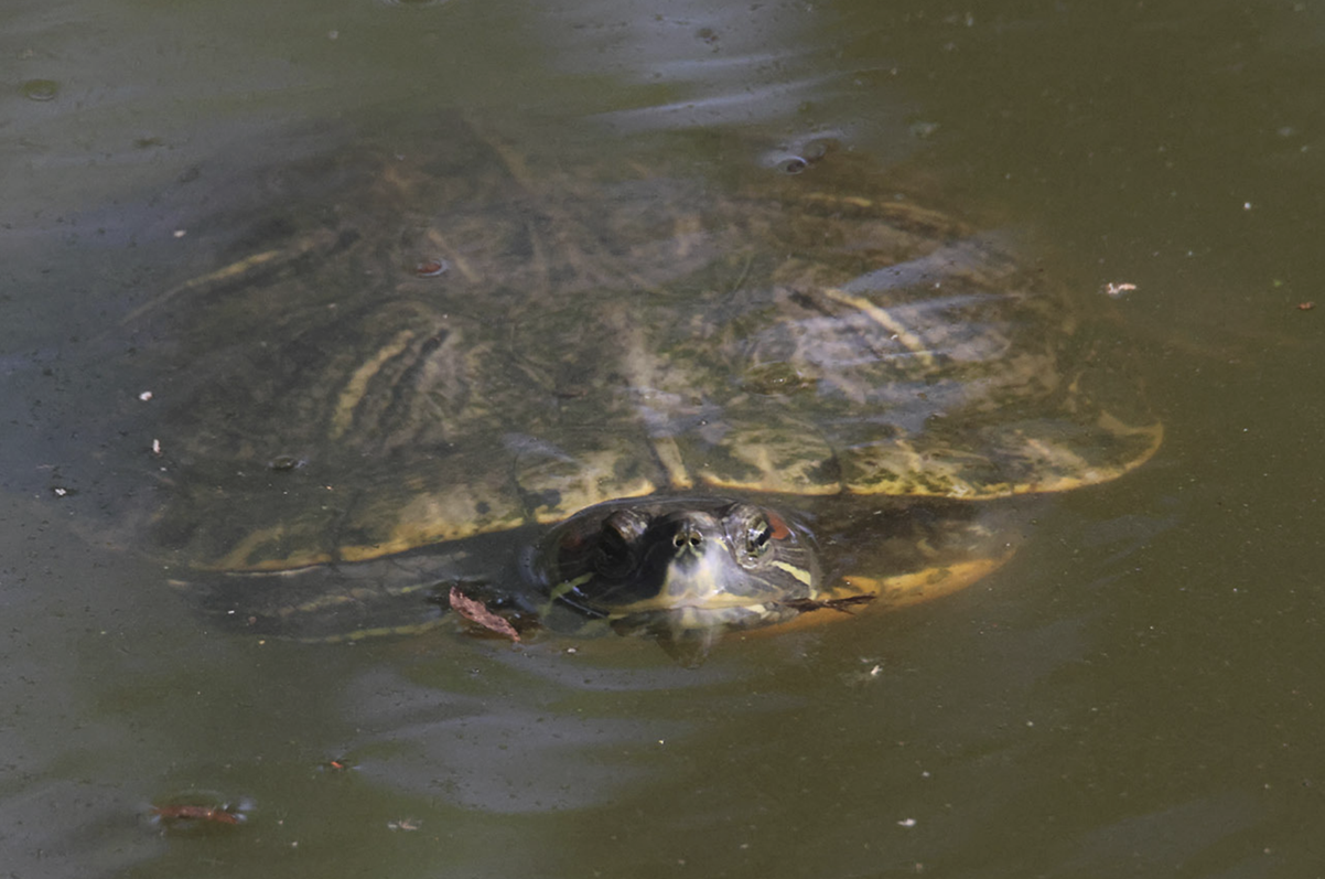 A close up photo of a red-eared slider turtle.