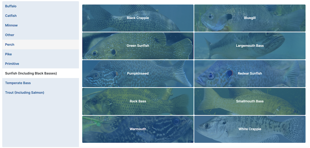 A graphic showing educational information about common sportfish species of Illinois. There are ten photographs with a text overlay identifying the fish in each of the photographs.