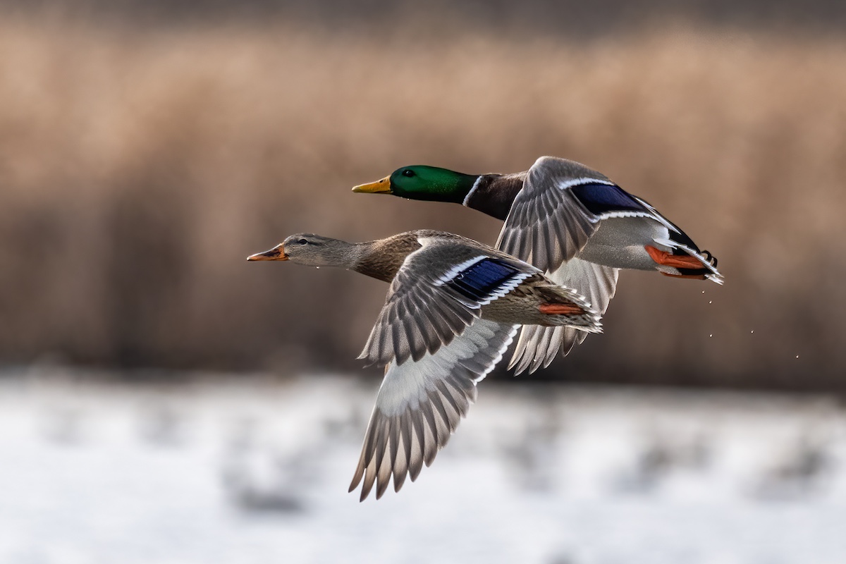 Two ducks flying over a wetland. One duck is gray and had a green head. The other duck is brown and gray. Both ducks have orange legs and feet and iridescent blue patches on their wings.