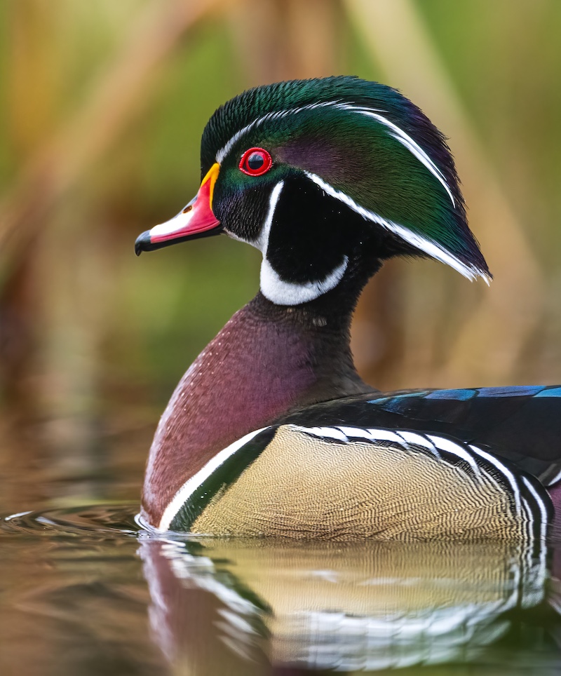 A portrait of a duck with a bright red eye and bill with green feathers on its head. The duck's breast is covered in dark rusty red feathers. Its wings are tan with patches of iridescent blue feathers. The duck is swimming in a wetland.
