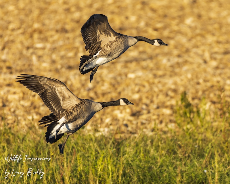 Two black, brown and white Canada geese with white cheek patches on their black heads and necks come in for a landing on a wetland near a harvested agricultural field.