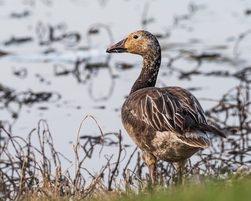 A brown and white speckled goose stands on the shoreline of a wetland.
