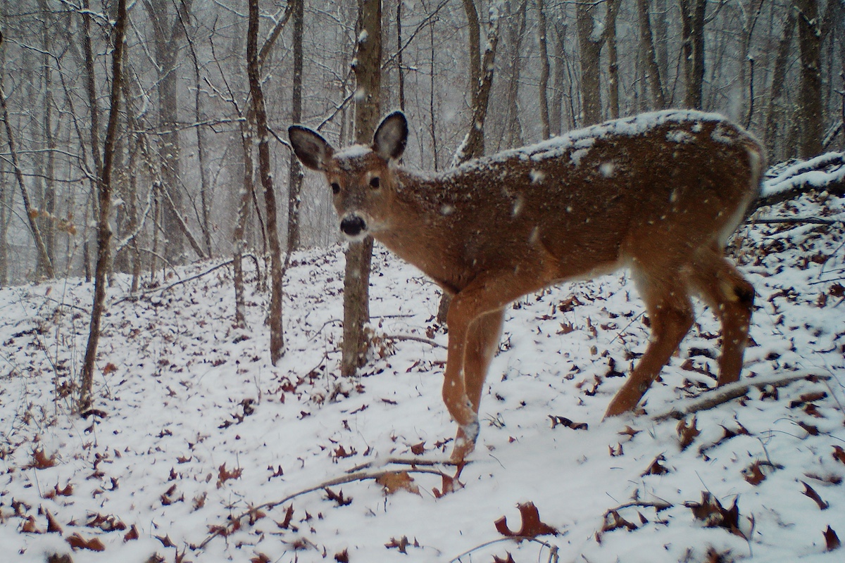 A brown white-tailed deer walks down a snowy hill in a woodland. Snow is actively falling and accumulating on the ground. Some snow is on the deer's back and head.