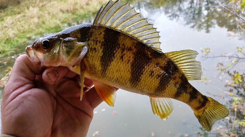 A close-up of a small brown and tan striped fish. The angler holds the fish by its mouth. In the background is a pond.