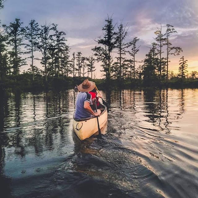 In a wetland two people in a canoe paddle toward some tall cypress trees growing out of the water. In the background is another canoe with individuals paddling in the wetland.