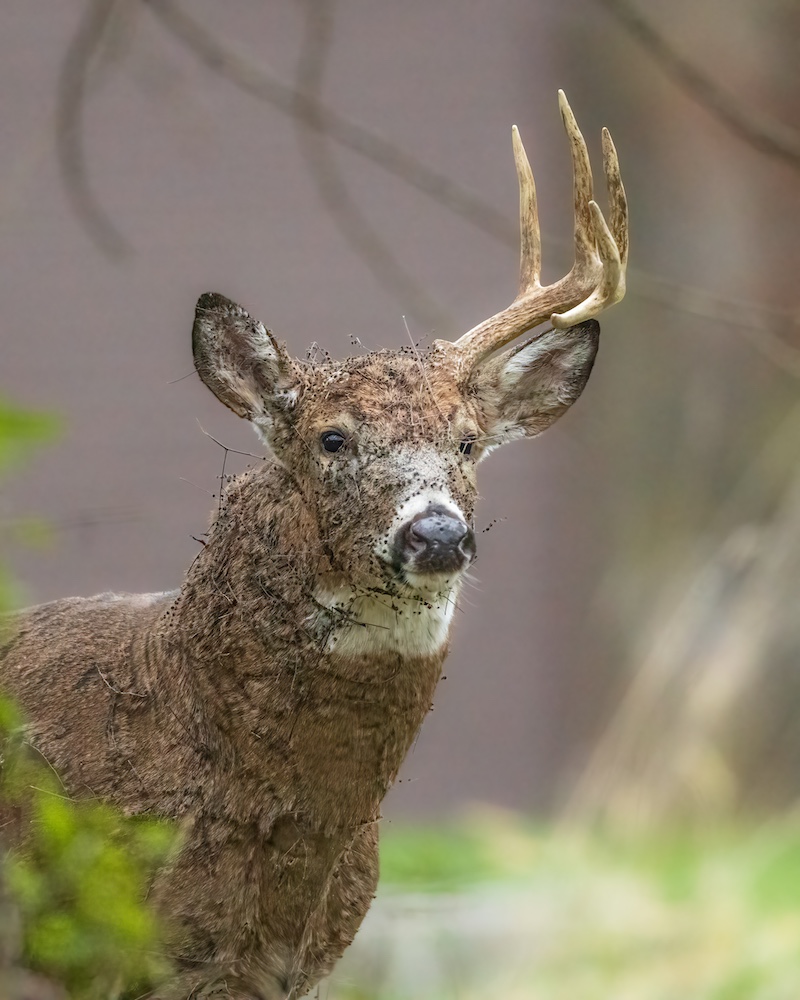An adult white-tailed deer stands with one antler missing. The deer's head is covered in tiny sticky seeds.