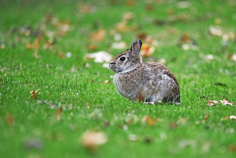A gray, tan, and brown cottontail rabbit sits on a green lawn with fallen leaves.