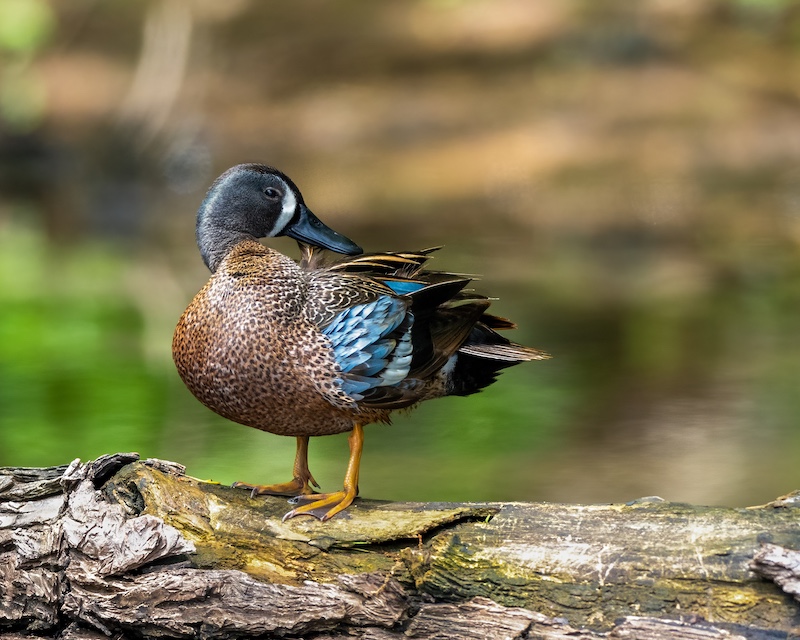 A brown speckled duck with patches of blue feathers on its wings stands on a fallen log by a wetland's edge.