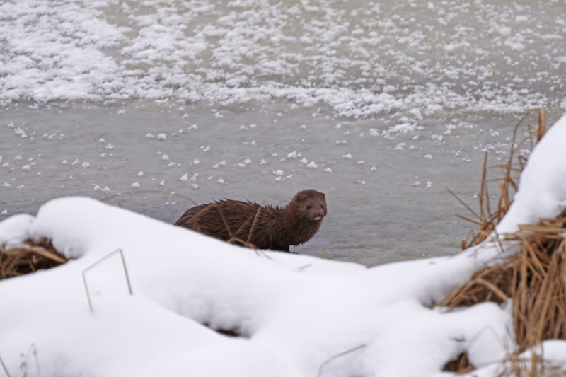 A brown damp American mink pauses while hunting in a frozen snowy wetland. In the foreground is a snow covered shoreline with tan grasses.