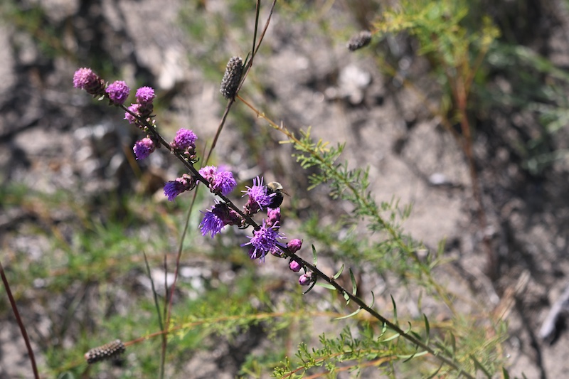 A bumblebee nectars on purple prairie flowers.