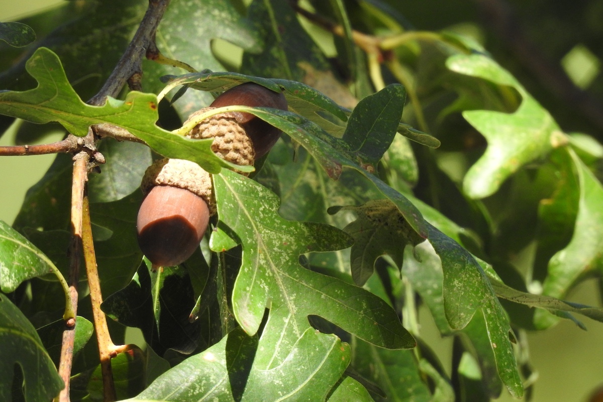 A close-up of two acorns surrounded by green oak leaves on a sun dappled branch.
