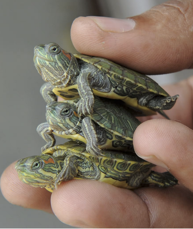 Three red-eared slider hatchlings stacked on top of each other in a man's hand.