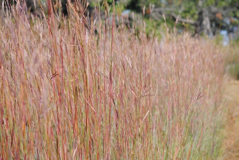 A view of tall reddish grasses along the edge of a trail. In the background are trees.
