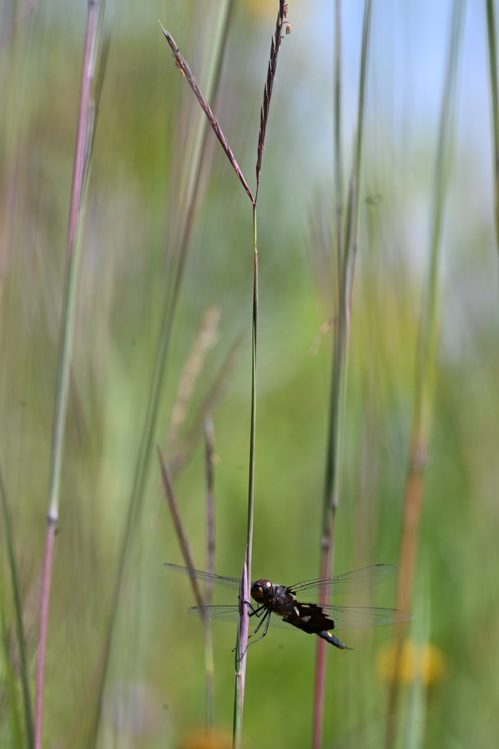 A dragonfly with translucent wings perches on a tall grass in a prairie.