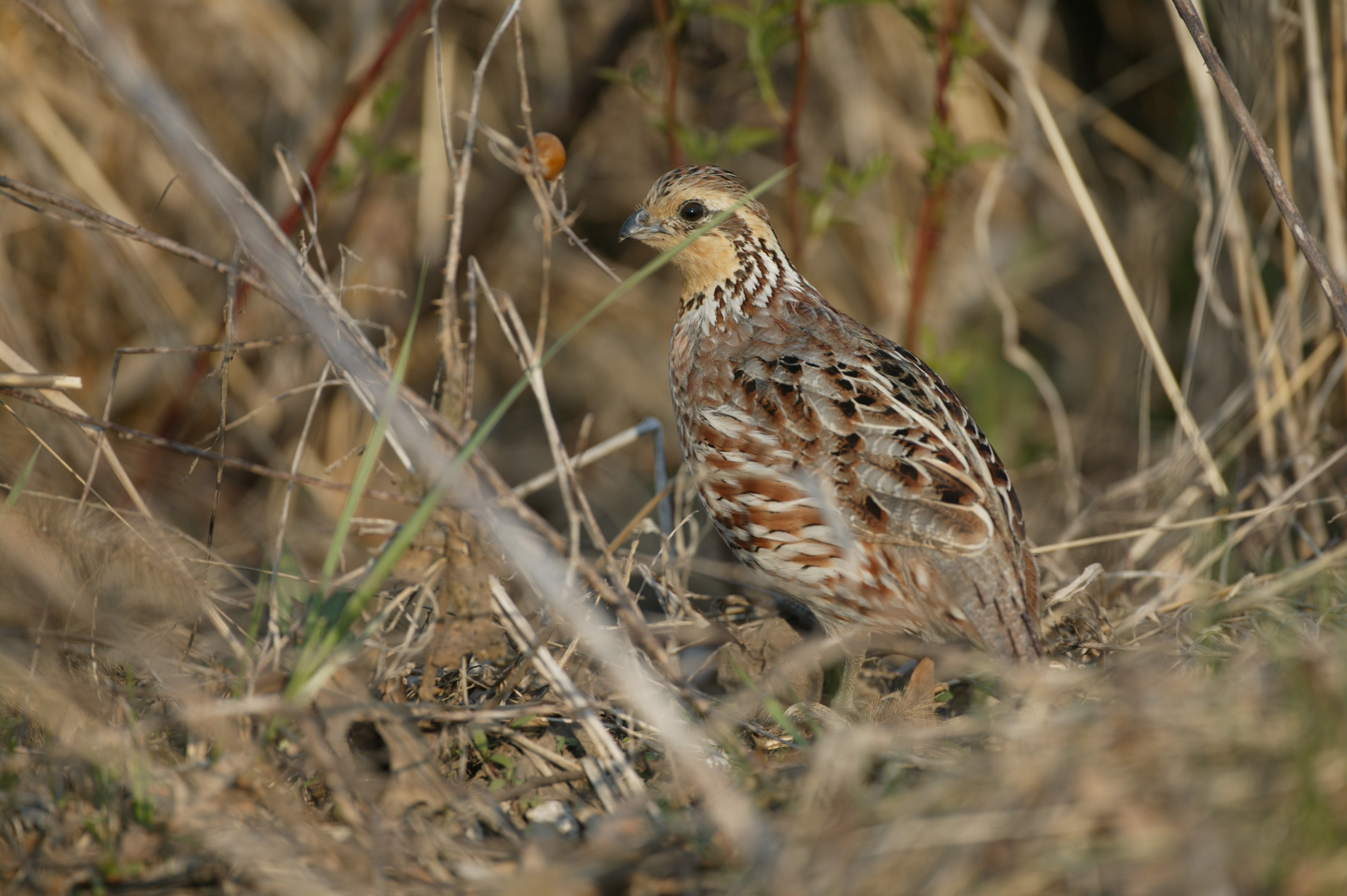 A brown, tan and black quail walks through tall tan grasses.