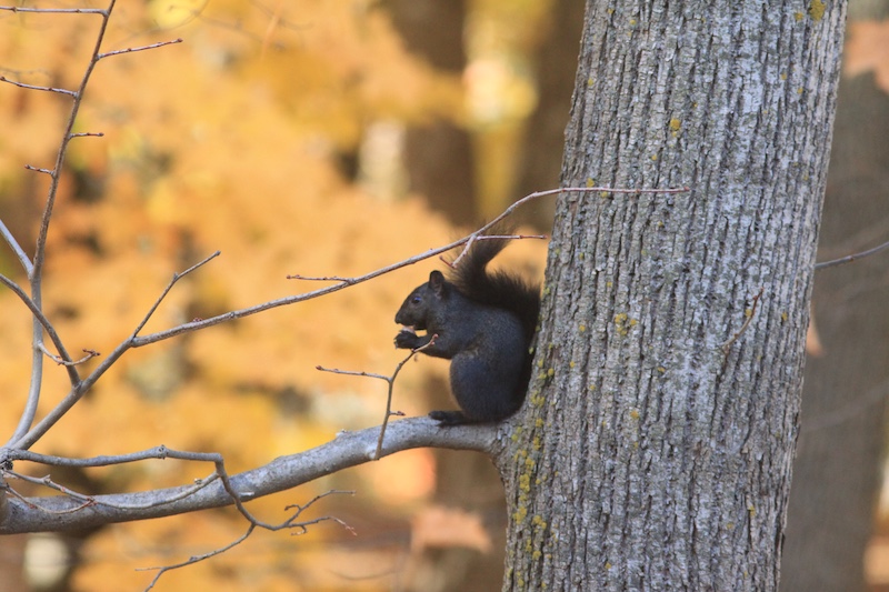 A black squirrel sits on a tree branch with its back resting against the tree trunk and eats a nut. In the background are glorious orange and yellow fall foliage.